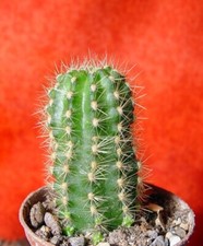 Lobivia purpureominiata 9 cm groß und roter Blüte Kaktus