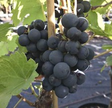 Weinrebe 'Regent', pilzresistent