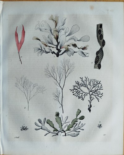 Tang algen buch - tang,