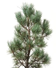 Pinus sylvestris 'Watereri' / Silberkiefer