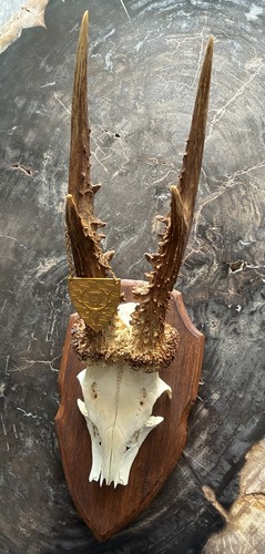 Rehbock bjv gold - bjv, medaille