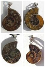 Ammoniten Anhänger 33 bis 50 mm, Einzelauswahl