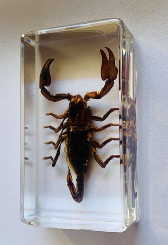 Schwarzer skorpion - schwarzer,