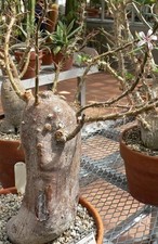 Pachypodium succulentum 3