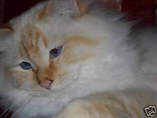 10 Karten von Katze, Heilige