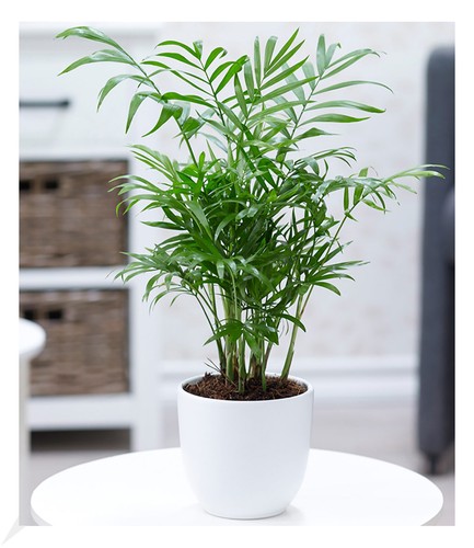 Chamaedorea palme pflanze - palme,, 1