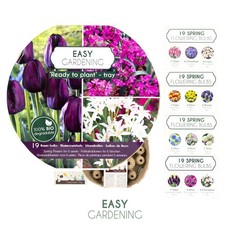 Tulpen Narzissen Allium