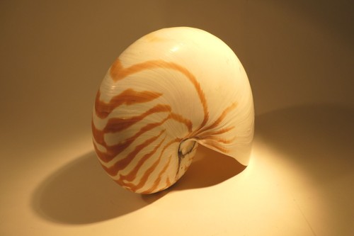 Nautilus gehäuse aus dem - gehäuse,