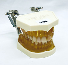 Zahnmodell Demomodell Study