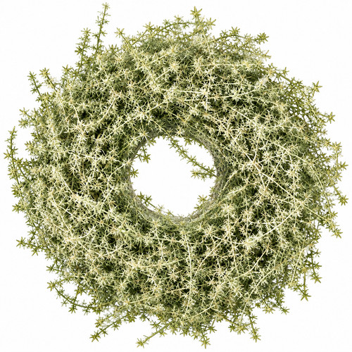 Asparagus kranz in grün - kranz, cm