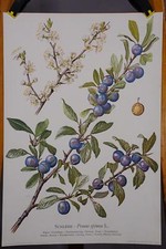 Landhausstil Plakat Poster Wandbild Wandkarte Botanik Schlehe Prunus Spinosa