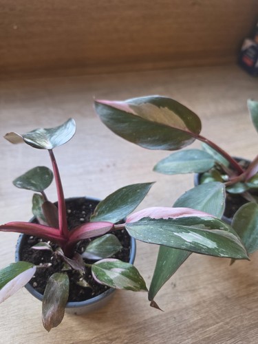 Philodendron erubescens pink - philodendron, 'pink