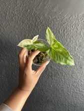 Variegated Syngonium Albo