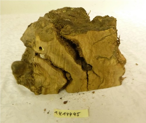 Olivenholz olive wurzelholz - olive,