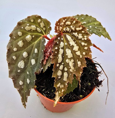 Schöne begonia snow - begonia, leopard