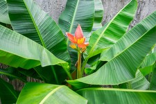 SAMEN die ZIERBANANE bildet eine rote Blüte tolle Zimmer - Palme immergrün.