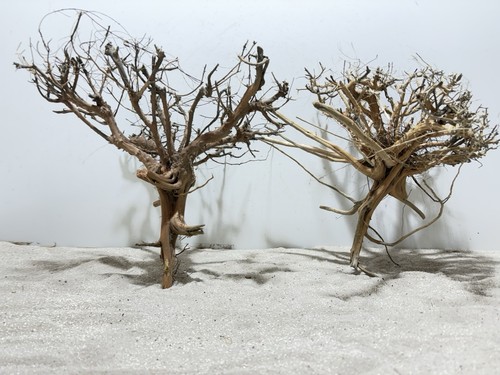 Aquariumwurzel etosha tree - etosha,