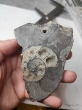 Ammoniten gelocht kristallisierend Fossil Fossilien 9,3cm geschliffen Ammonit