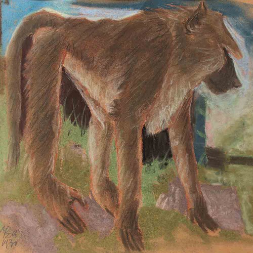 Affe pavian tierdarstellung - affe,