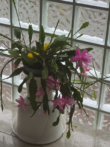 Xxl specimen epiphyllum - xxl,