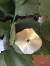 Niessing Iris Blütenscheibe Durchmesser 2cm