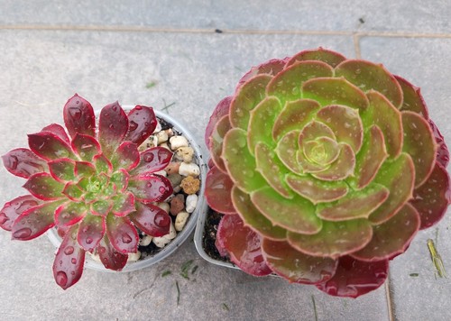 Aeonium set für anfänger - set,