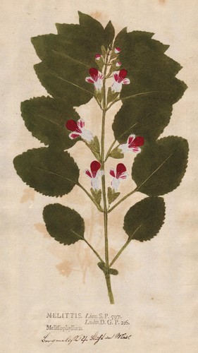 Melittis melissophyllum - melittis,