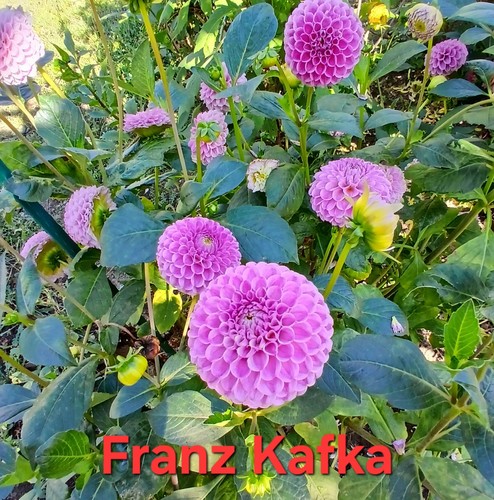 Dahlien samen gartenblumen - dahlien,
