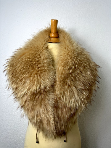 Raccoon fuchs fox - ,