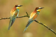 Wandbild: Europäischer