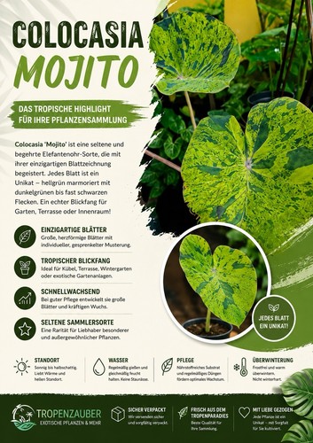 Colocasia mojito - colocasia, –
