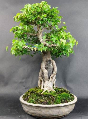Bonsai dreispitzahorn auf - -,