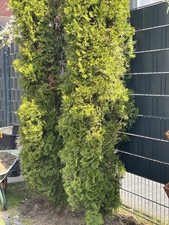 8 Thyjas Zum Selber Ausbuddeln