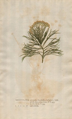 Santolina corymbis