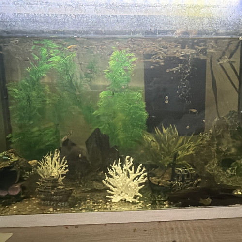 Süßwasser aquarium glas - süßwasser,