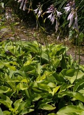 Hosta fortunei Aurea  -