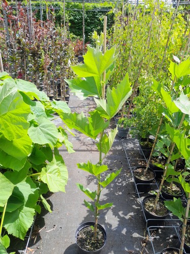 Platanus hispanica 150-160cm