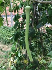 Kalebasse "Kikinda" Lagenaria sic. 8+ Samen, kletternd bis über 2m lange Früchte