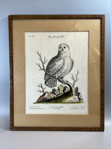 Original kupferstich - 18.jh,