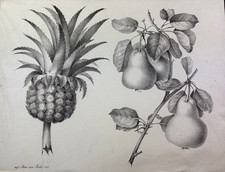 Ananas und Birnen, Stein Lithographie von Kohl 1817 