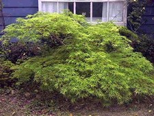 Super grüner Japanischer Schlitzahorn  50cm!