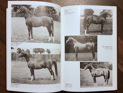 Arabian horse families - horse,