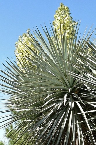 Yucca rigida samen - yucca,