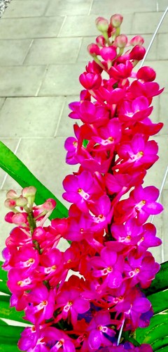 Vanda glowing bees - bees, blühend