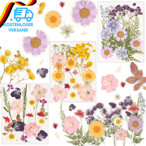 Gepresste trockenblumen - gepresste,