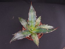 Agave funkiana "Fatal