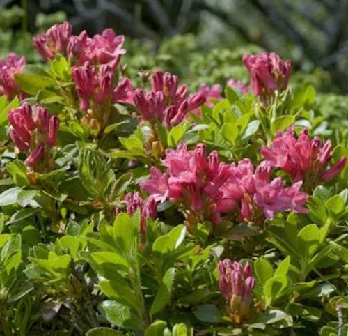 Bewimperte alpenrose 15cm - alpenrose, 10-15cm