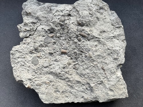 Platten von lepidocentrus - platten,