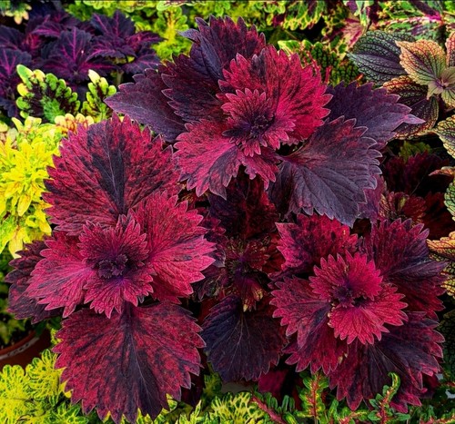 Coleus steckling tropical - coleus-steckling, "tropical