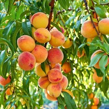 Pfirsichbaum Inka - Winterhart